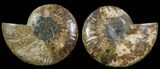 Cut & Polished Ammonite Fossil - Agatized #69031-1